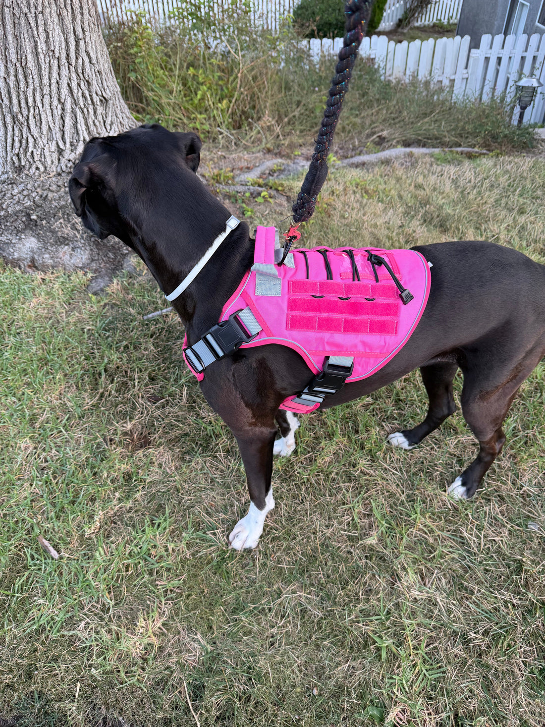 Heavy-Duty Tactical Boxer Dog Harness for Large Dogs